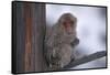 Japanese Macaque on Branch-DLILLC-Framed Stretched Canvas