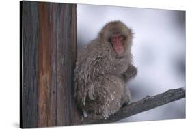 Japanese Macaque on Branch-DLILLC-Stretched Canvas