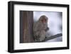 Japanese Macaque on Branch-DLILLC-Framed Photographic Print