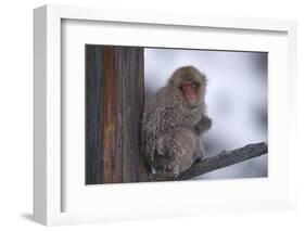 Japanese Macaque on Branch-DLILLC-Framed Photographic Print