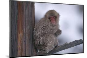 Japanese Macaque on Branch-DLILLC-Mounted Photographic Print