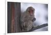 Japanese Macaque on Branch-DLILLC-Framed Photographic Print