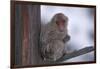 Japanese Macaque on Branch-DLILLC-Framed Photographic Print