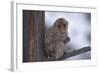 Japanese Macaque on Branch-DLILLC-Framed Photographic Print