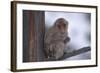 Japanese Macaque on Branch-DLILLC-Framed Photographic Print