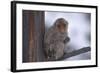 Japanese Macaque on Branch-DLILLC-Framed Photographic Print