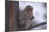 Japanese Macaque on Branch-DLILLC-Mounted Photographic Print