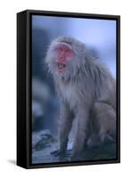 Japanese Macaque on Rock-DLILLC-Framed Stretched Canvas