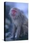 Japanese Macaque on Rock-DLILLC-Stretched Canvas