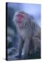 Japanese Macaque on Rock-DLILLC-Stretched Canvas