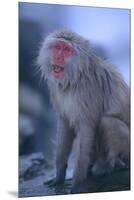 Japanese Macaque on Rock-DLILLC-Mounted Premium Photographic Print