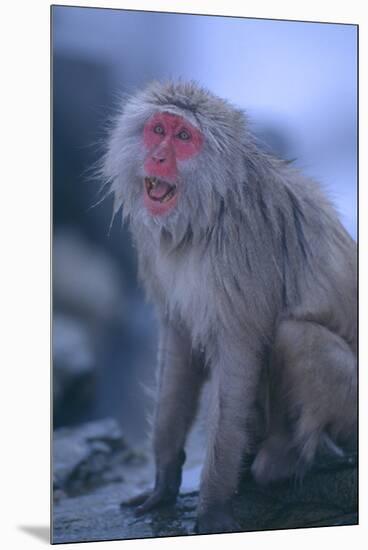 Japanese Macaque on Rock-DLILLC-Mounted Premium Photographic Print