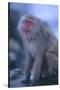 Japanese Macaque on Rock-DLILLC-Stretched Canvas