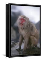 Japanese Macaque on Rock-DLILLC-Framed Stretched Canvas