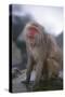 Japanese Macaque on Rock-DLILLC-Stretched Canvas