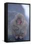 Japanese Macaque on Rock-DLILLC-Framed Stretched Canvas