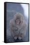 Japanese Macaque on Rock-DLILLC-Framed Stretched Canvas