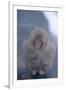 Japanese Macaque on Rock-DLILLC-Framed Premium Photographic Print