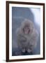 Japanese Macaque on Rock-DLILLC-Framed Premium Photographic Print