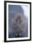 Japanese Macaque on Rock-DLILLC-Framed Premium Photographic Print