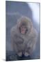 Japanese Macaque on Rock-DLILLC-Mounted Premium Photographic Print