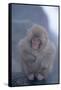 Japanese Macaque on Rock-DLILLC-Framed Stretched Canvas