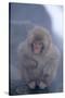 Japanese Macaque on Rock-DLILLC-Stretched Canvas