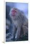 Japanese Macaque on Rock-DLILLC-Framed Photographic Print