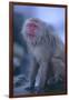 Japanese Macaque on Rock-DLILLC-Framed Photographic Print