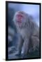 Japanese Macaque on Rock-DLILLC-Framed Photographic Print