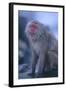 Japanese Macaque on Rock-DLILLC-Framed Photographic Print