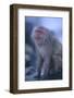 Japanese Macaque on Rock-DLILLC-Framed Photographic Print