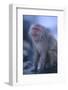 Japanese Macaque on Rock-DLILLC-Framed Photographic Print