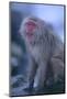 Japanese Macaque on Rock-DLILLC-Mounted Photographic Print