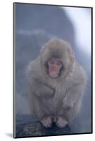 Japanese Macaque on Rock-DLILLC-Mounted Photographic Print