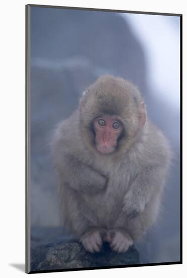 Japanese Macaque on Rock-DLILLC-Mounted Photographic Print