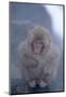 Japanese Macaque on Rock-DLILLC-Mounted Photographic Print