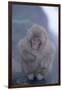 Japanese Macaque on Rock-DLILLC-Framed Photographic Print