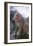 Japanese Macaque on Rock-DLILLC-Framed Photographic Print