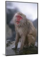 Japanese Macaque on Rock-DLILLC-Mounted Photographic Print