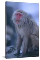 Japanese Macaque on Rock-DLILLC-Stretched Canvas