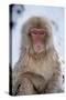 Japanese Macaque Portrait-null-Stretched Canvas