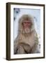 Japanese Macaque Portrait-null-Framed Photographic Print