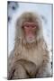 Japanese Macaque Portrait-null-Mounted Photographic Print