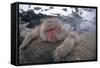 Japanese Macaque Relaxing in Hot Spring-DLILLC-Framed Stretched Canvas