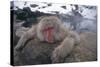 Japanese Macaque Relaxing in Hot Spring-DLILLC-Stretched Canvas