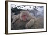 Japanese Macaque Relaxing in Hot Spring-DLILLC-Framed Photographic Print