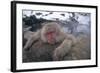 Japanese Macaque Relaxing in Hot Spring-DLILLC-Framed Photographic Print