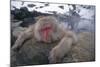 Japanese Macaque Relaxing in Hot Spring-DLILLC-Mounted Photographic Print