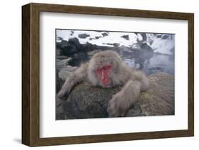 Japanese Macaque Relaxing in Hot Spring-DLILLC-Framed Photographic Print